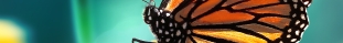 Macro photograph of a monarch butterfly